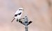 Averla maggiore (Lanius excubitor) © Christian Kofler