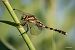 Orthetrum albistylum  - Barlotti Andrea