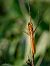 Crocothemis erythraea  - Barlotti Andrea