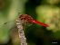 Crocothemis erythraea  - Barlotti Andrea
