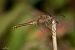 Crocothemis erythraea © Barlotti Andrea