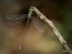 Lestes parvidens © Barlotti Andrea