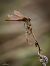 Sympetrum striolatum © Barlotti Andrea