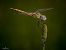 Sympetrum fonscolombei © Barlotti Andrea