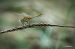 Sympetrum striolatum © Barlotti Andrea