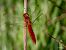 Crocothemis erythraea © Barlotti Andrea