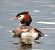 Svasso maggiore (Podiceps cristatus) © Tiziana Ciaghi