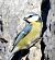 Eurasian Blue Tit (Cyanistes caeruleus) © Tiziana Ciaghi
