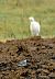 Ballerina bianca (Motacilla alba) © Angelo Matteucci
