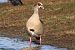 Oca egiziana (Alopochen aegyptiaca) © Maurizio Parenti