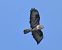 Poiana (Buteo buteo) © Massimo Angei