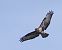 Poiana (Buteo buteo) © Massimo Angei
