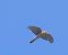 Sparviere (Accipiter nisus) © Massimo Angei