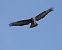 Poiana (Buteo buteo) © Massimo Angei