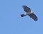 Sparviere (Accipiter nisus) © Massimo Angei