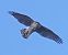Sparviere (Accipiter nisus) © Massimo Angei