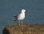 Gabbiano pontico (Larus cachinnans) © Federico Fanesi