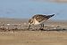 Gambecchio comune (Calidris minuta) © Federico Fanesi