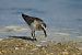 Gambecchio comune (Calidris minuta) © Federico Fanesi