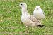 Gabbiano indet. (Larus sp.) © Carlo Emanuelli