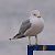 Gavina (Larus canus) © Angelo Pasqua