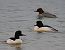 Smergo maggiore (Mergus merganser) © Angelo Pasqua