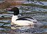 Smergo maggiore (Mergus merganser) © Angelo Pasqua