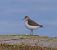 Piro-piro piccolo (Actitis hypoleucos) © Angelo Pasqua