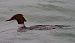 Smergo maggiore (Mergus merganser) © Angelo Pasqua