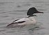 Smergo maggiore (Mergus merganser) © Angelo Pasqua