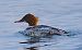 Smergo maggiore (Mergus merganser) © Angelo Pasqua