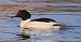 Smergo maggiore (Mergus merganser) © Angelo Pasqua
