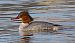 Smergo maggiore (Mergus merganser) © Angelo Pasqua