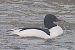Smergo maggiore (Mergus merganser) © Angelo Pasqua
