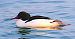 Smergo maggiore (Mergus merganser) © Angelo Pasqua