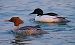 Smergo maggiore (Mergus merganser) © Angelo Pasqua