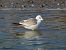 Gavina (Larus canus) © Dimitri Marrone
