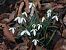 Galanthus nivalis © Mirko Tomasi