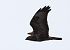 Poiana (Buteo buteo) © Horand Maier