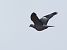 Colombaccio (Columba palumbus) © Horand Maier