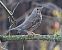 Tordo bottaccio (Turdus philomelos) © Horand Maier