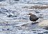 Merlo acquaiolo (Cinclus cinclus) © Horand Maier