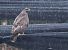 Buse variable (Buteo buteo) © Horand Maier