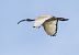 Ibis sacro (Threskiornis aethiopicus) © Stefano Fantini