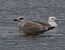 Gabbiano nordico (Larus argentatus) © Enrico Viganò