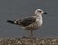 Zafferano (Larus fuscus) © Enrico Viganò