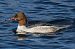 Harle bièvre (Mergus merganser) © Enrico Viganò