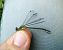 Lestes dryas  - Andrea Galimberti