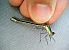 Lestes dryas  - Andrea Galimberti