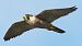 Peregrine Falcon (Falco peregrinus) © Michele Lamberti